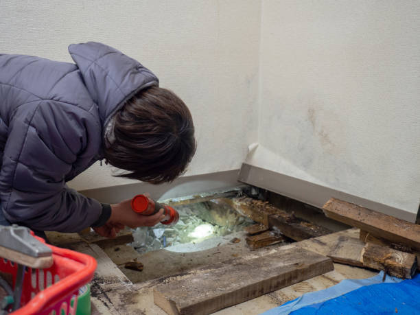 Best Environmental Consulting for Mold Prevention  in Johnson Lane, NV