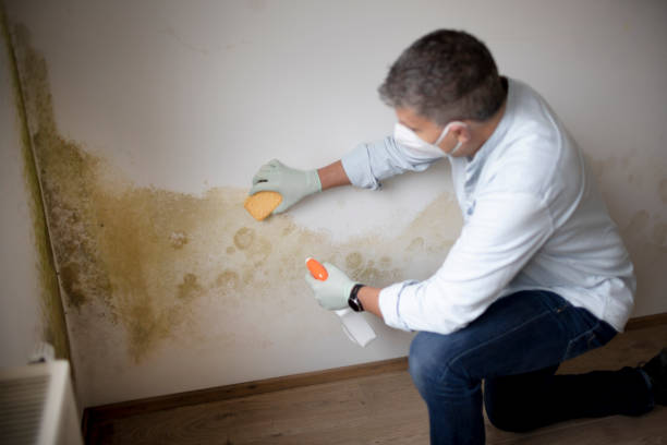 Forensic Mold Investigation in Johnson Lane, NV